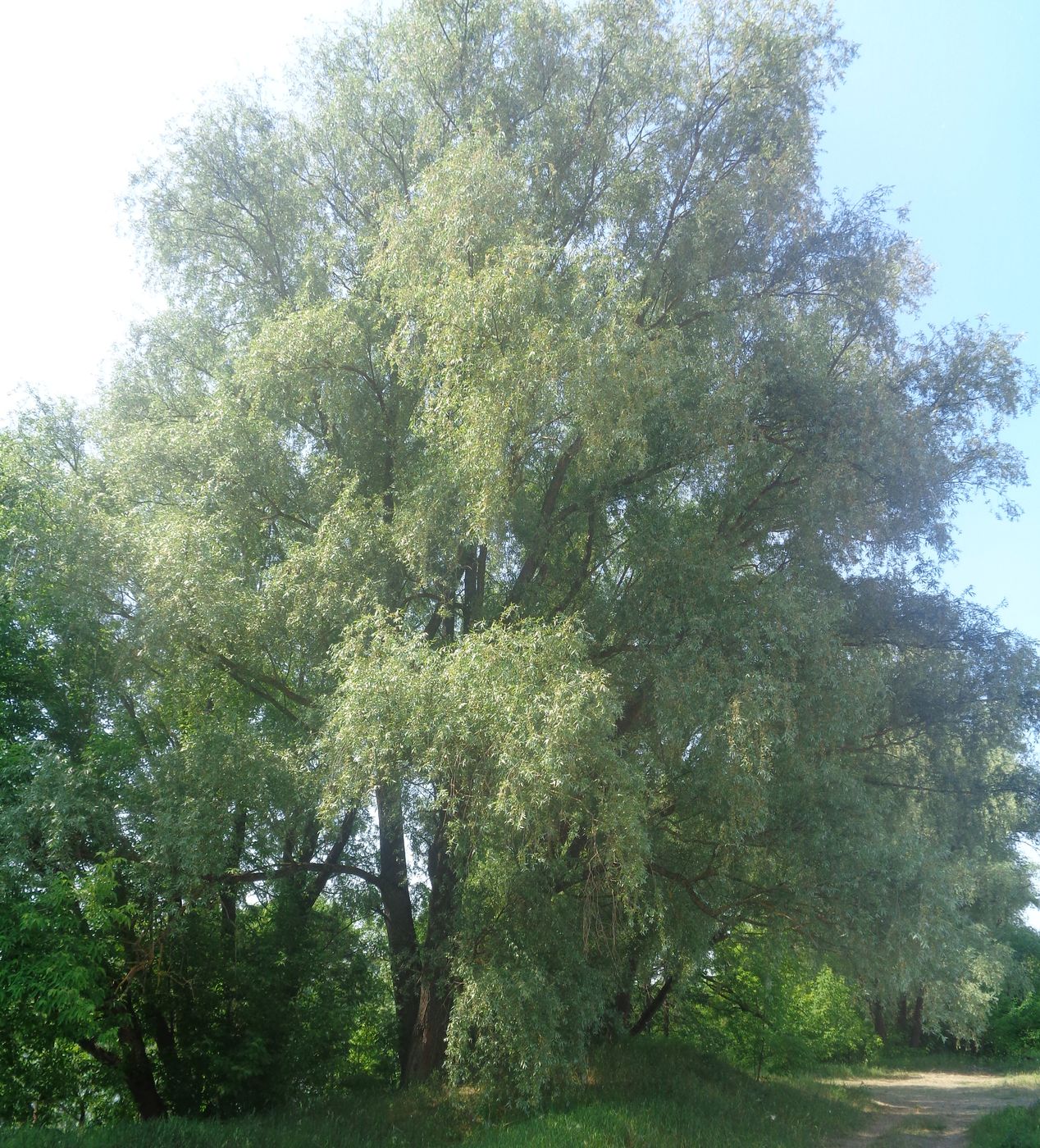 Plant Image